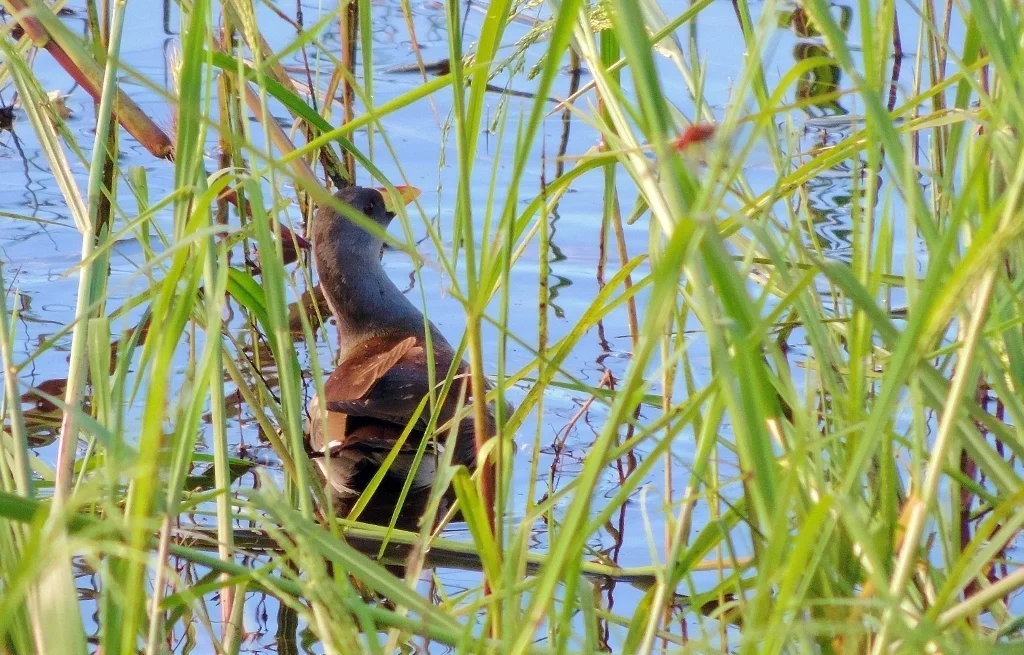 小黑水鸡(Paragallinula angulata)