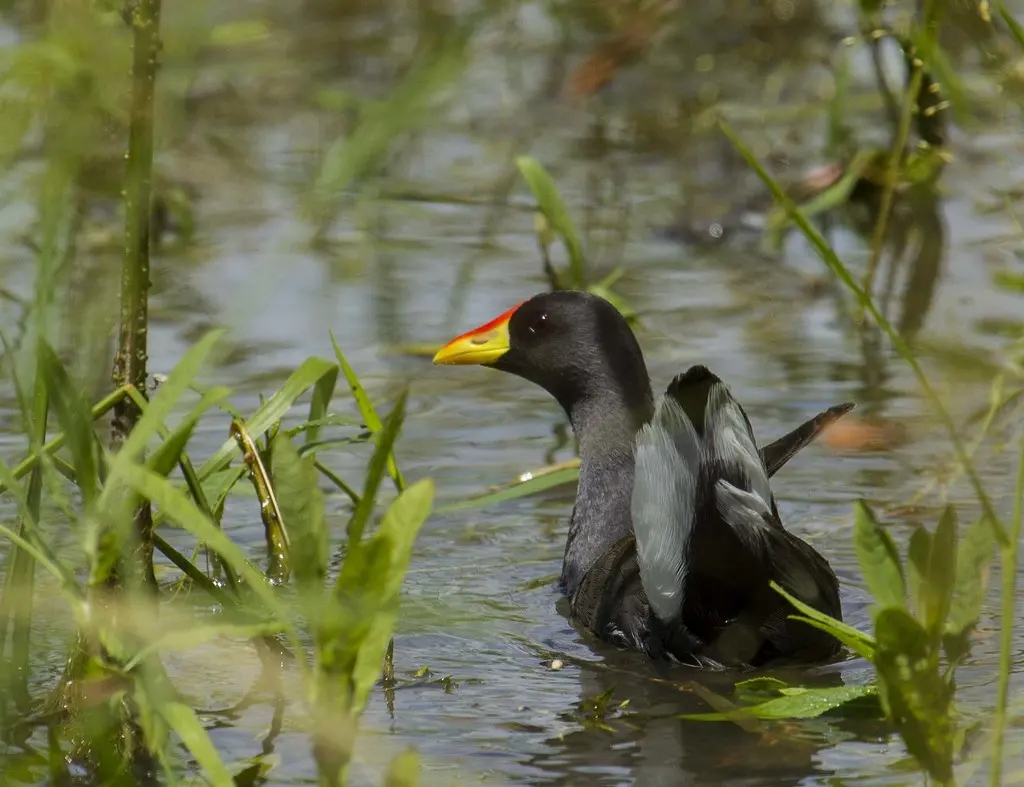 小黑水鸡(Paragallinula angulata)
