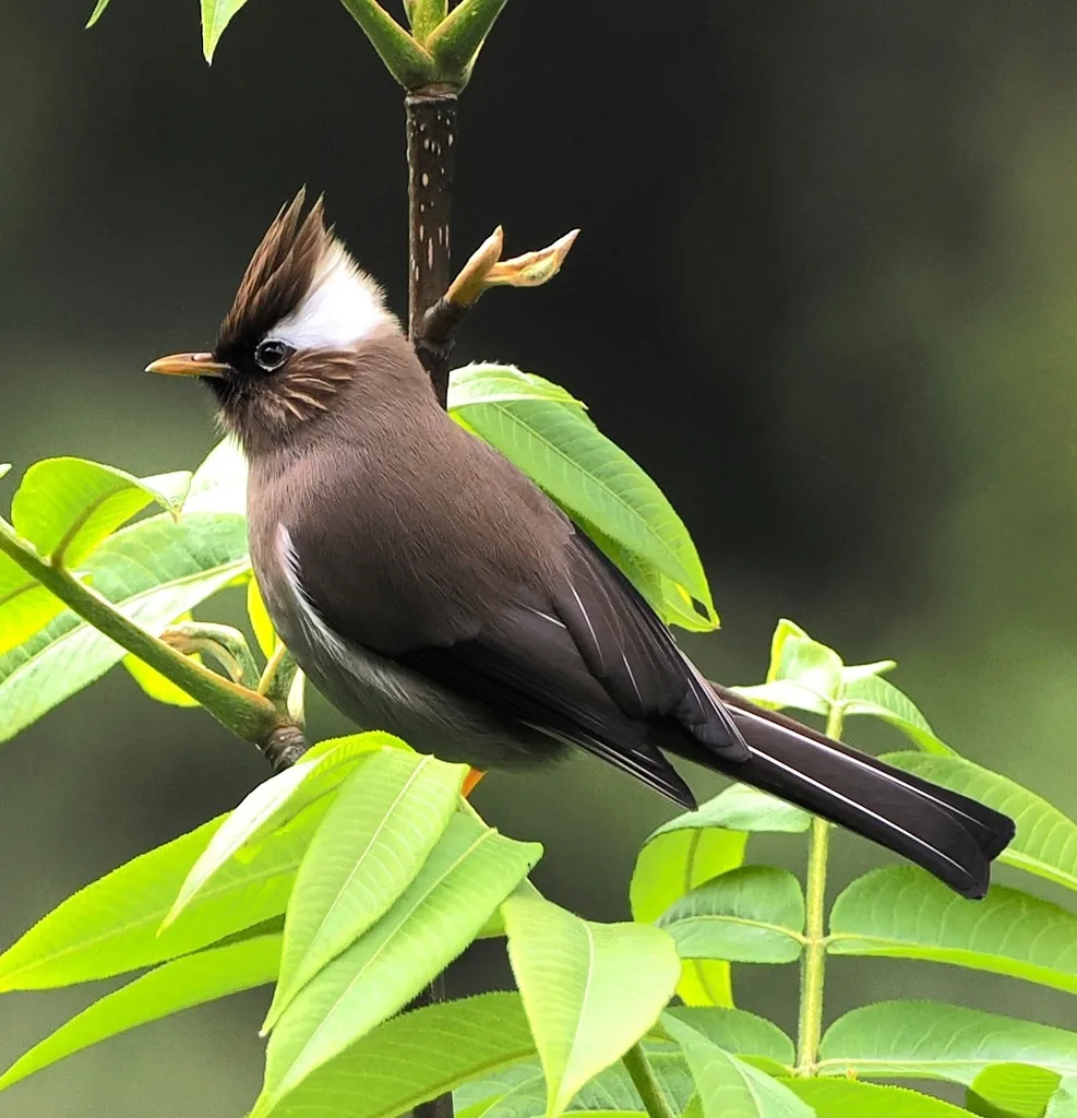 白领凤鹛(Parayuhina diademata)
