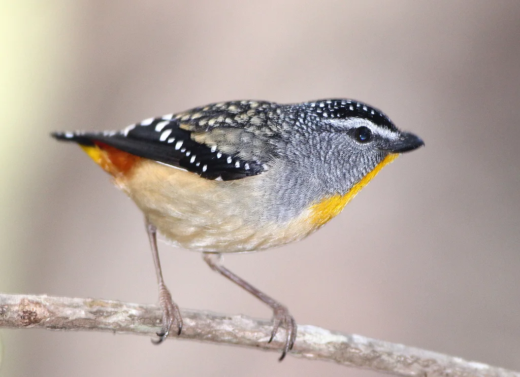 斑翅食蜜鸟(Pardalotus punctatus)