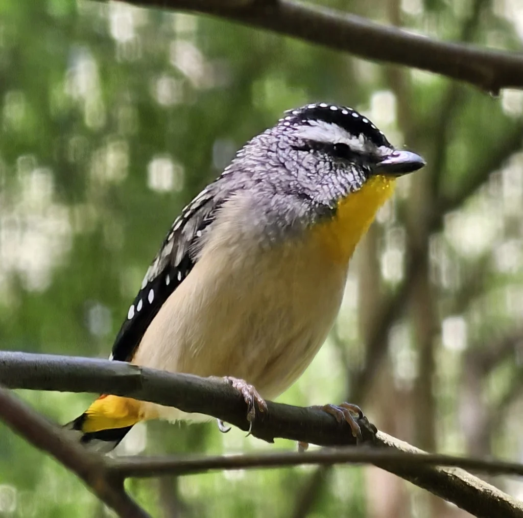 斑翅食蜜鸟(Pardalotus punctatus)
