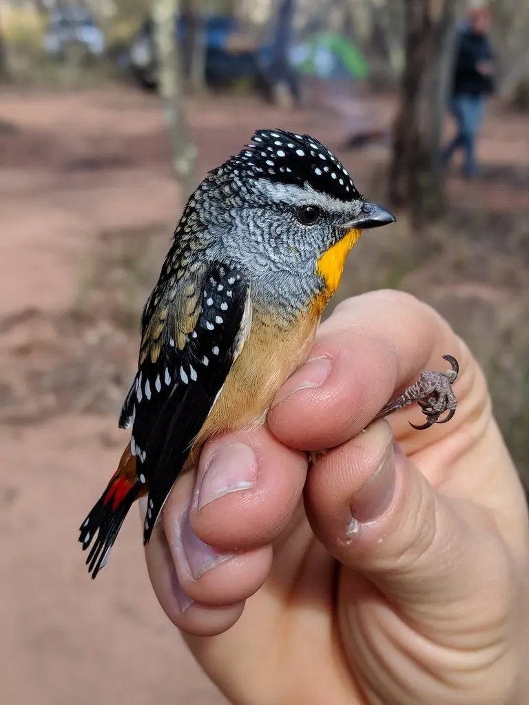 斑翅食蜜鸟(Pardalotus punctatus)