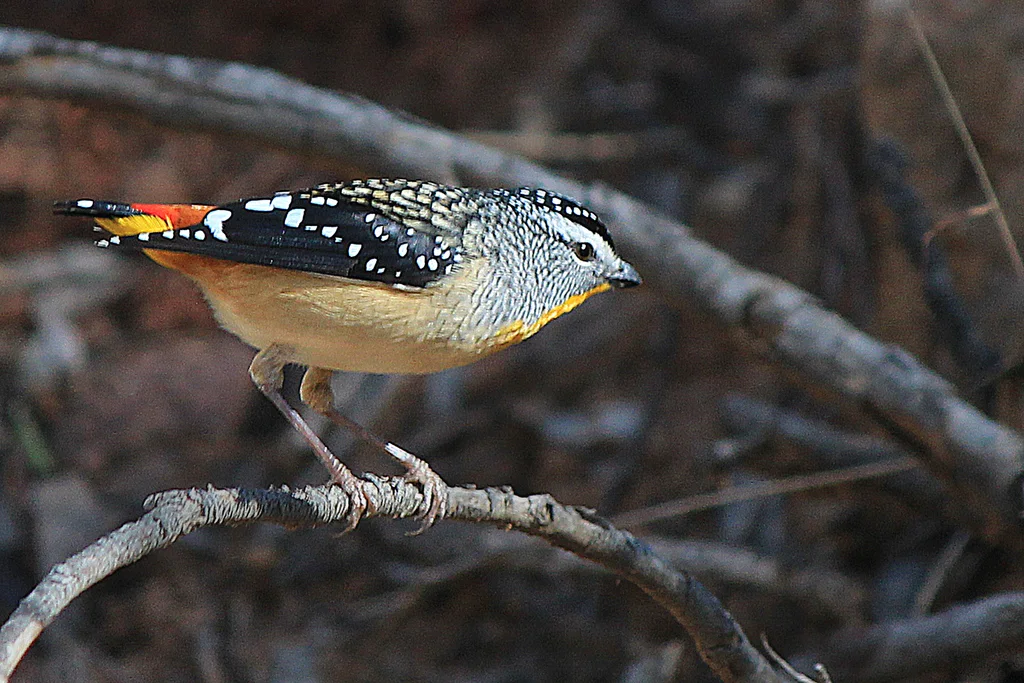 斑翅食蜜鸟(Pardalotus punctatus)