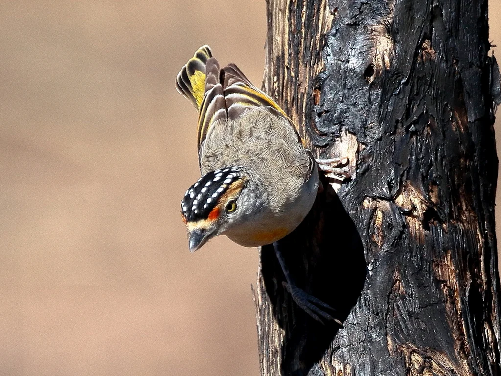 红眉食蜜鸟(Pardalotus rubricatus)