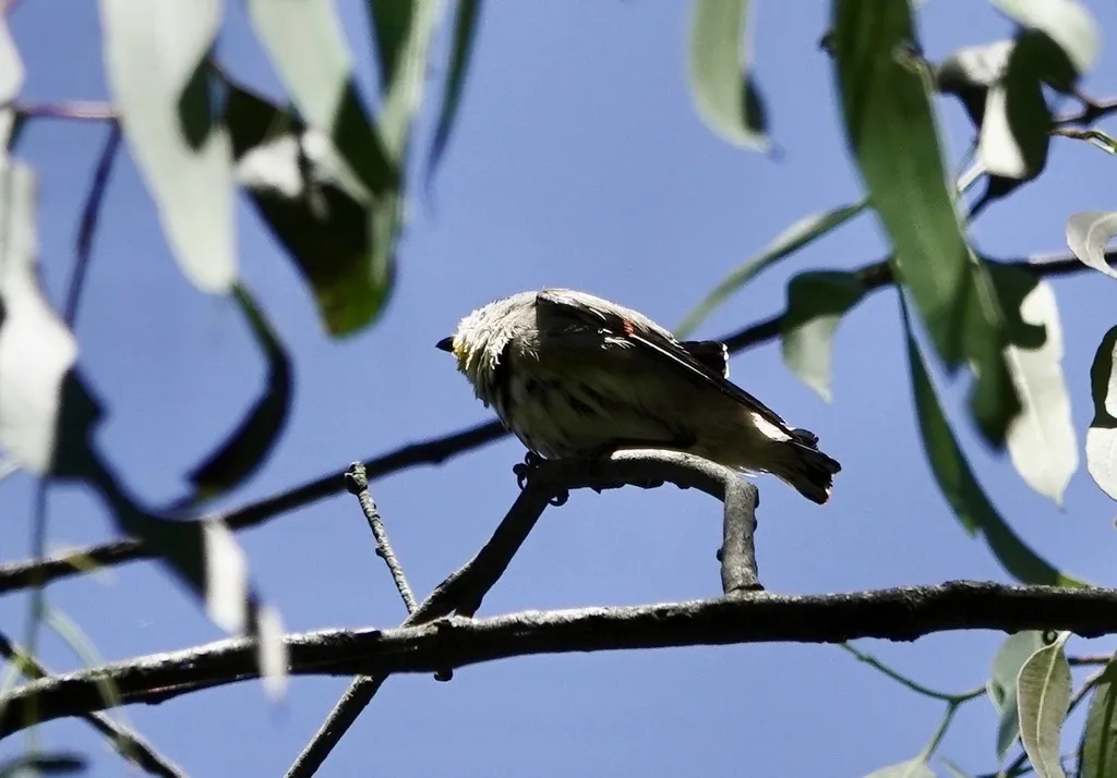 纹翅食蜜鸟（Pardalotus striatus）