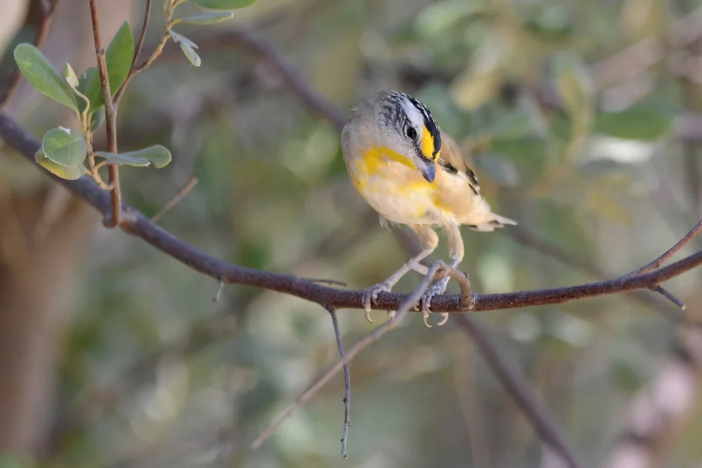 纹翅食蜜鸟（Pardalotus striatus）