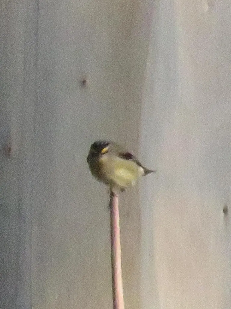 纹翅食蜜鸟（Pardalotus striatus）