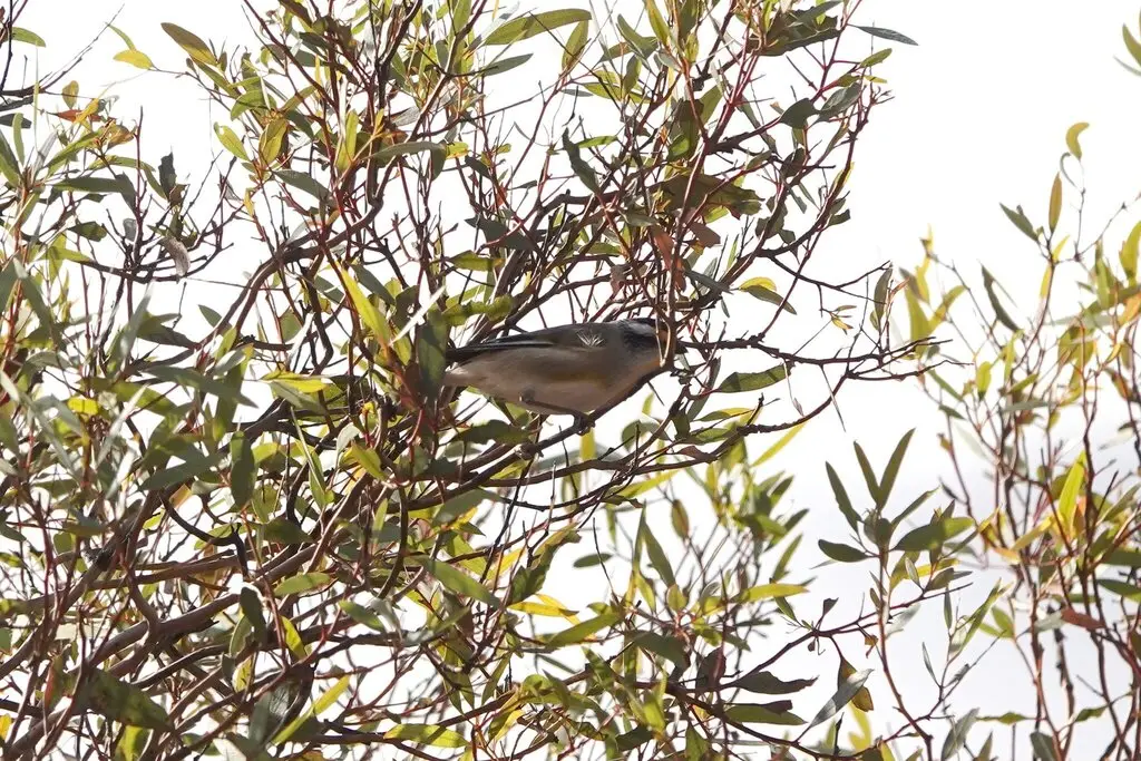 纹翅食蜜鸟（Pardalotus striatus）