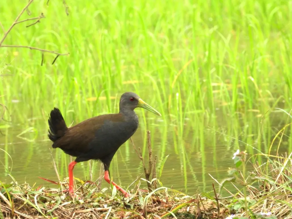 暗色秧鸡(Pardirallus nigricans)
