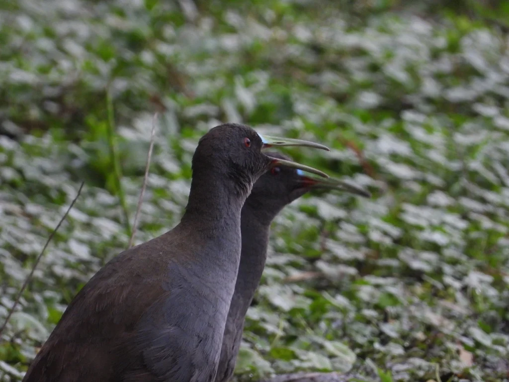 铅色秧鸡（Pardirallus sanguinolentus）