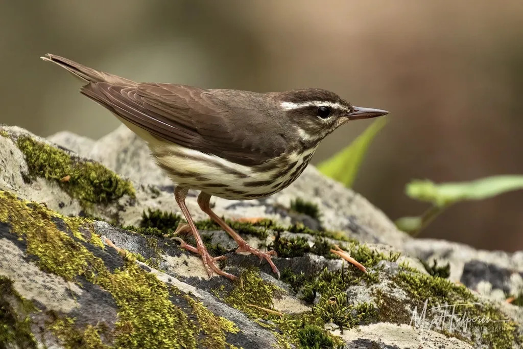 白眉灶莺(Parkesia motacilla)