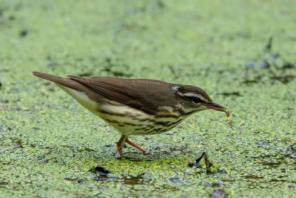 白眉灶莺(Parkesia motacilla)