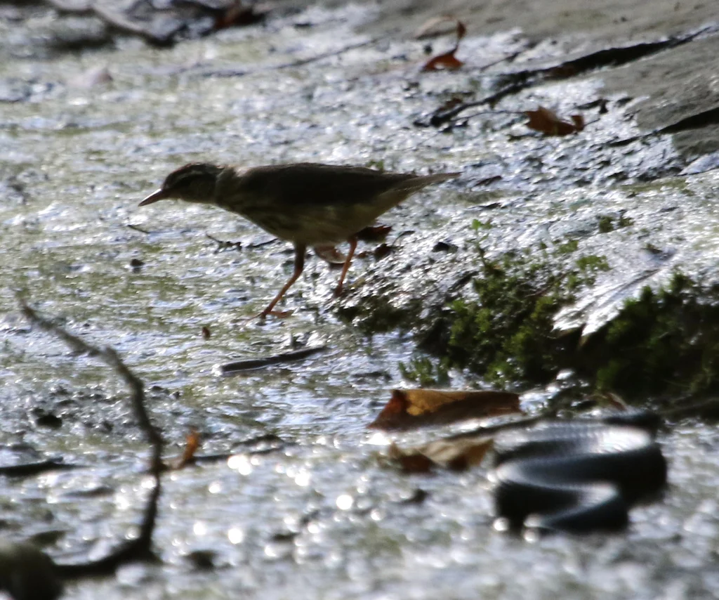 白眉灶莺(Parkesia motacilla)