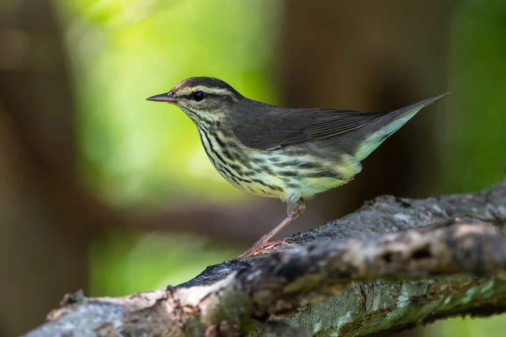 黄眉灶莺(Parkesia noveboracensis)