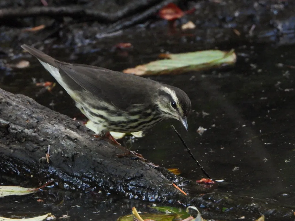 黄眉灶莺(Parkesia noveboracensis)