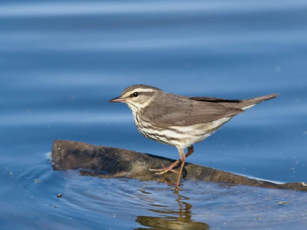 黄眉灶莺(Parkesia noveboracensis)