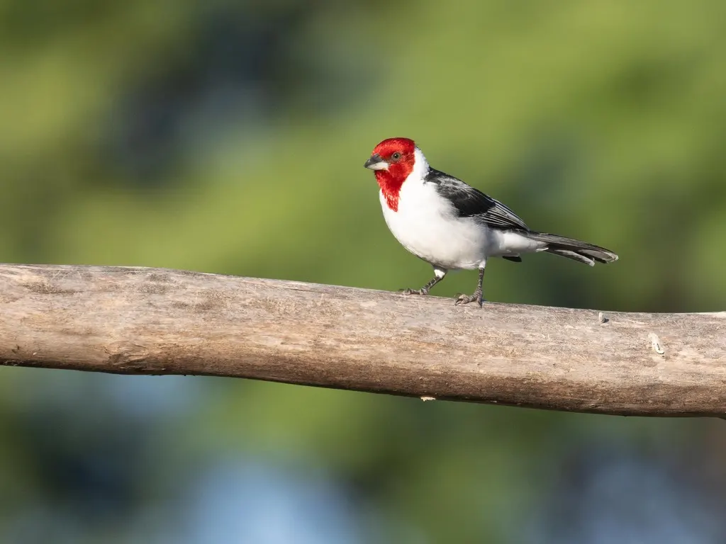 冕蜡嘴鹀(Paroaria dominicana)