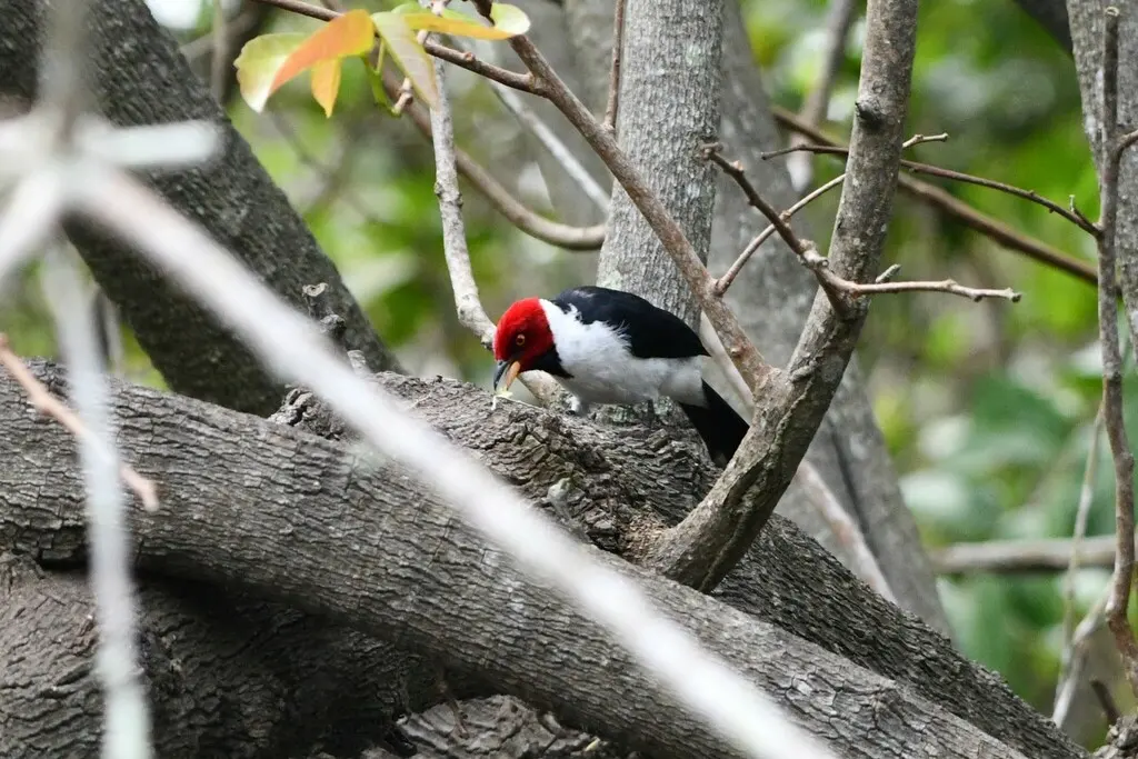 红顶蜡嘴鹀(Paroaria gularis)