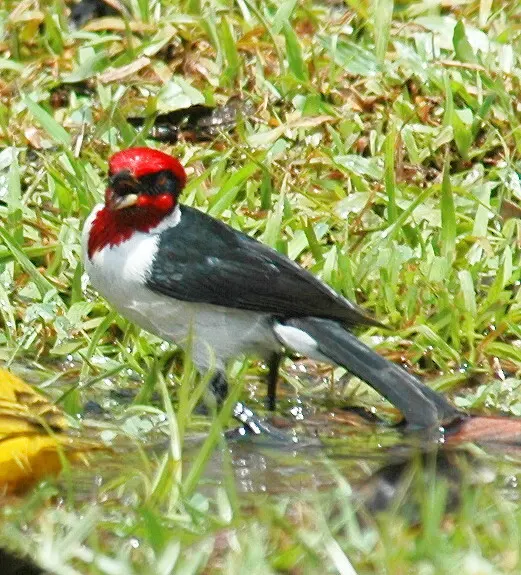 黑颊蜡嘴鹀(Paroaria nigrogenis)