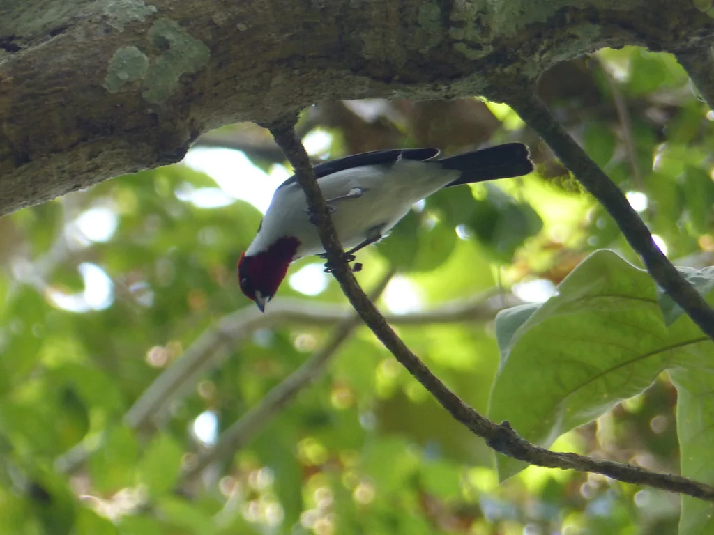 黑颊蜡嘴鹀(Paroaria nigrogenis)