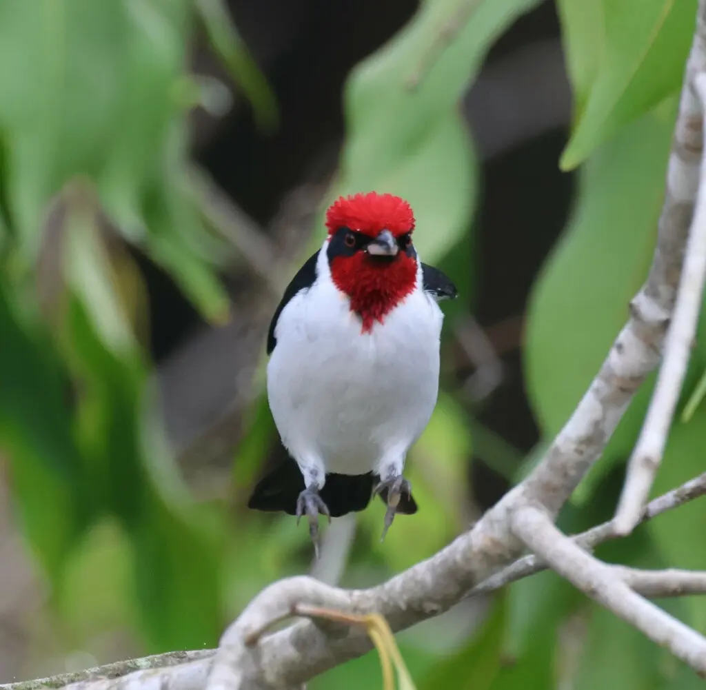 黑颊蜡嘴鹀(Paroaria nigrogenis)