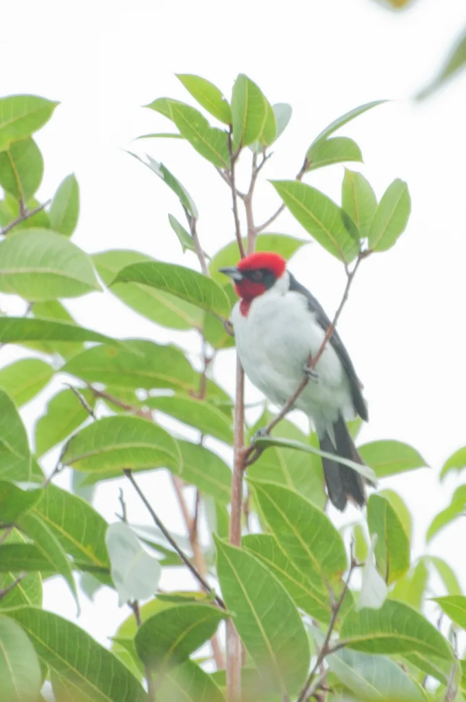 黑颊蜡嘴鹀(Paroaria nigrogenis)