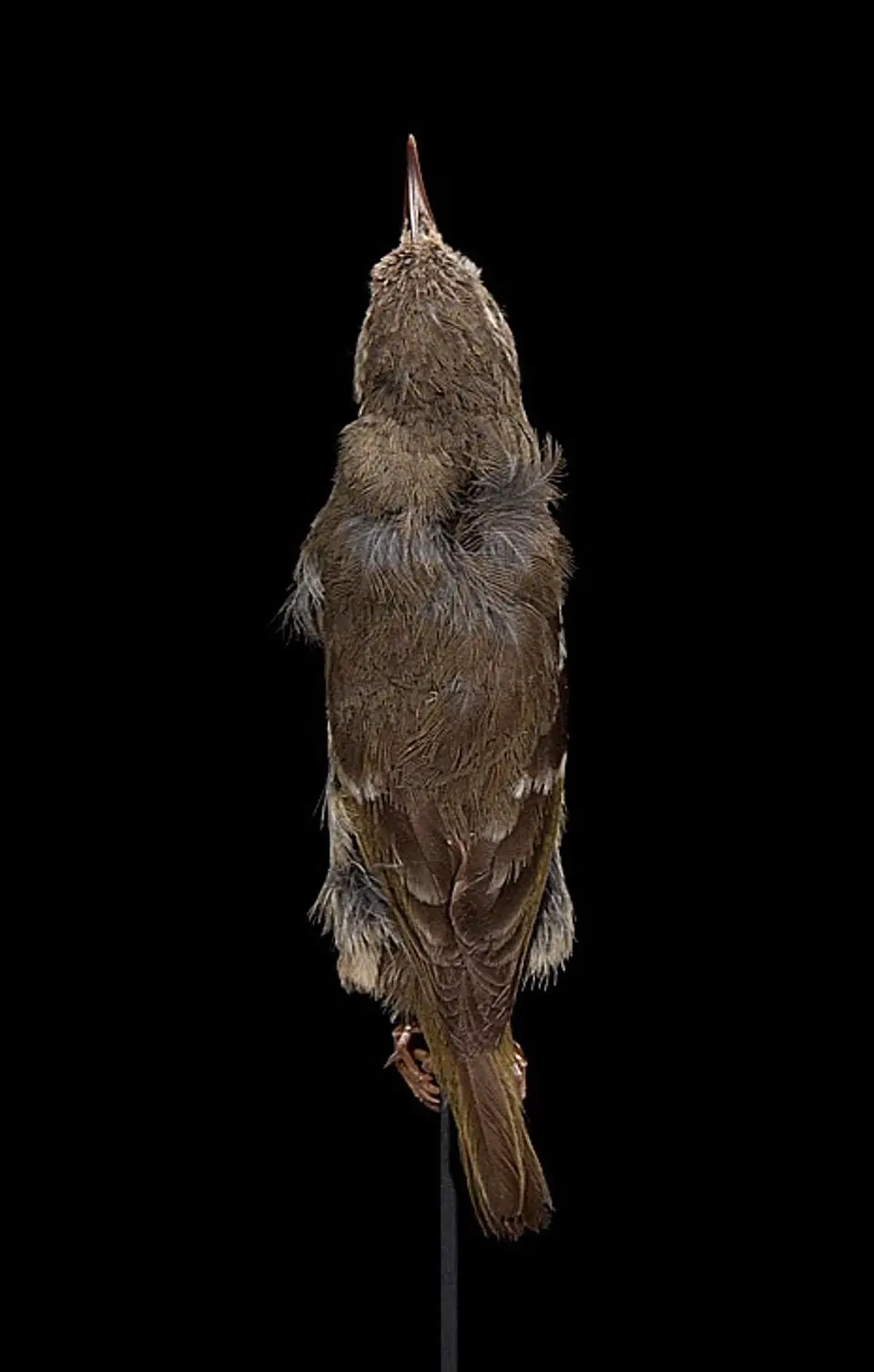 瓦岛管舌雀(Paroreomyza maculata)