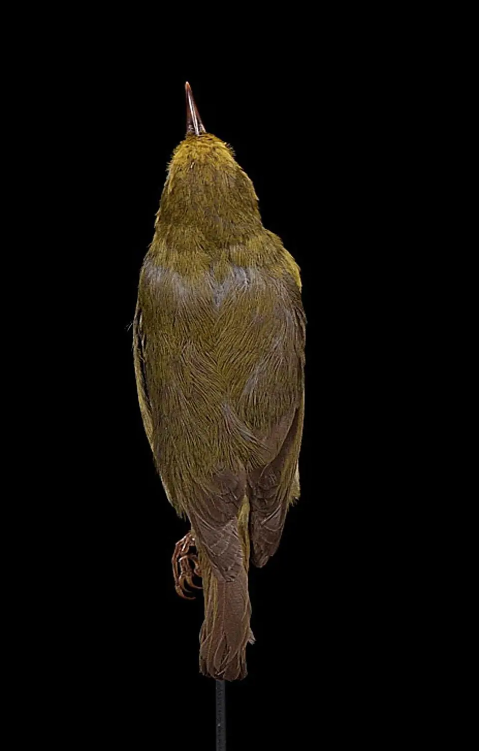 瓦岛管舌雀(Paroreomyza maculata)