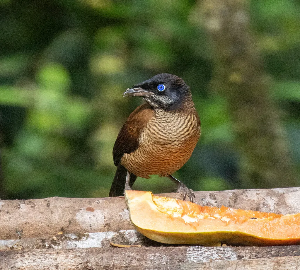 劳氏六线风鸟(Parotia lawesii)