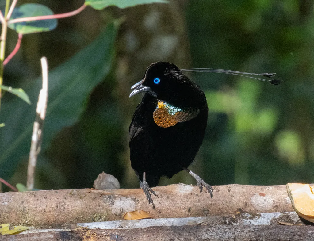 劳氏六线风鸟(Parotia lawesii)