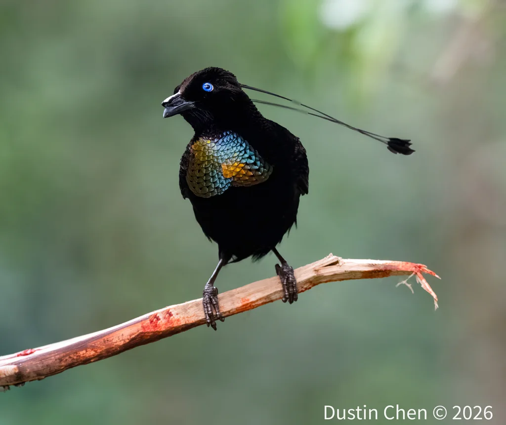 劳氏六线风鸟(Parotia lawesii)