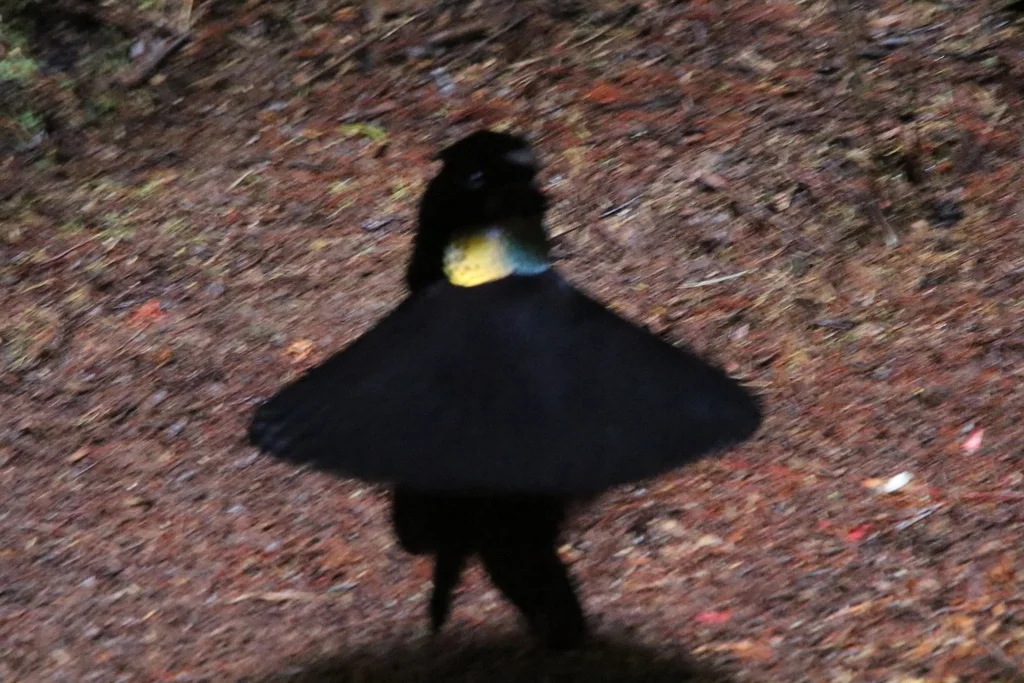 阿法六线风鸟(Parotia sefilata)