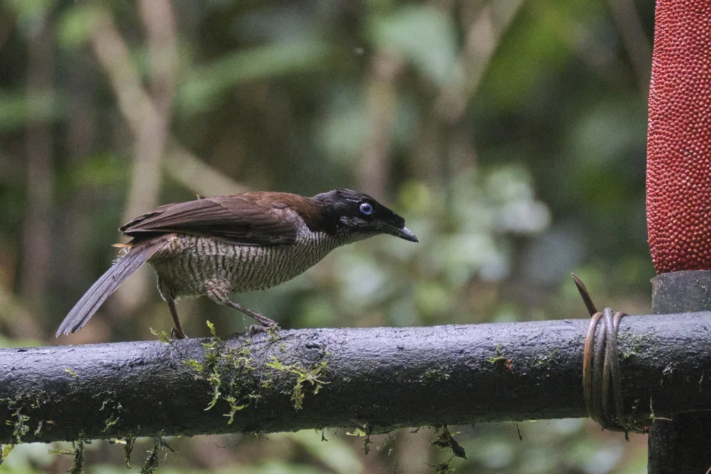阿法六线风鸟(Parotia sefilata)