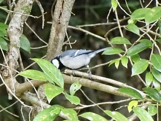 大山雀(Parus cinereus)
