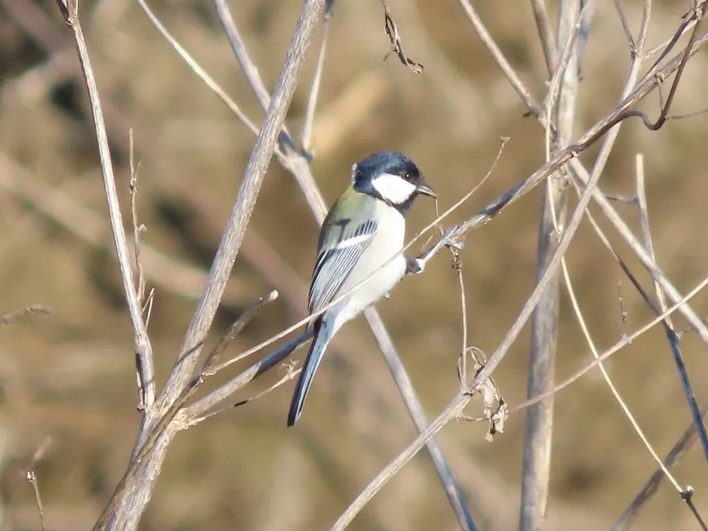 大山雀(Parus cinereus)