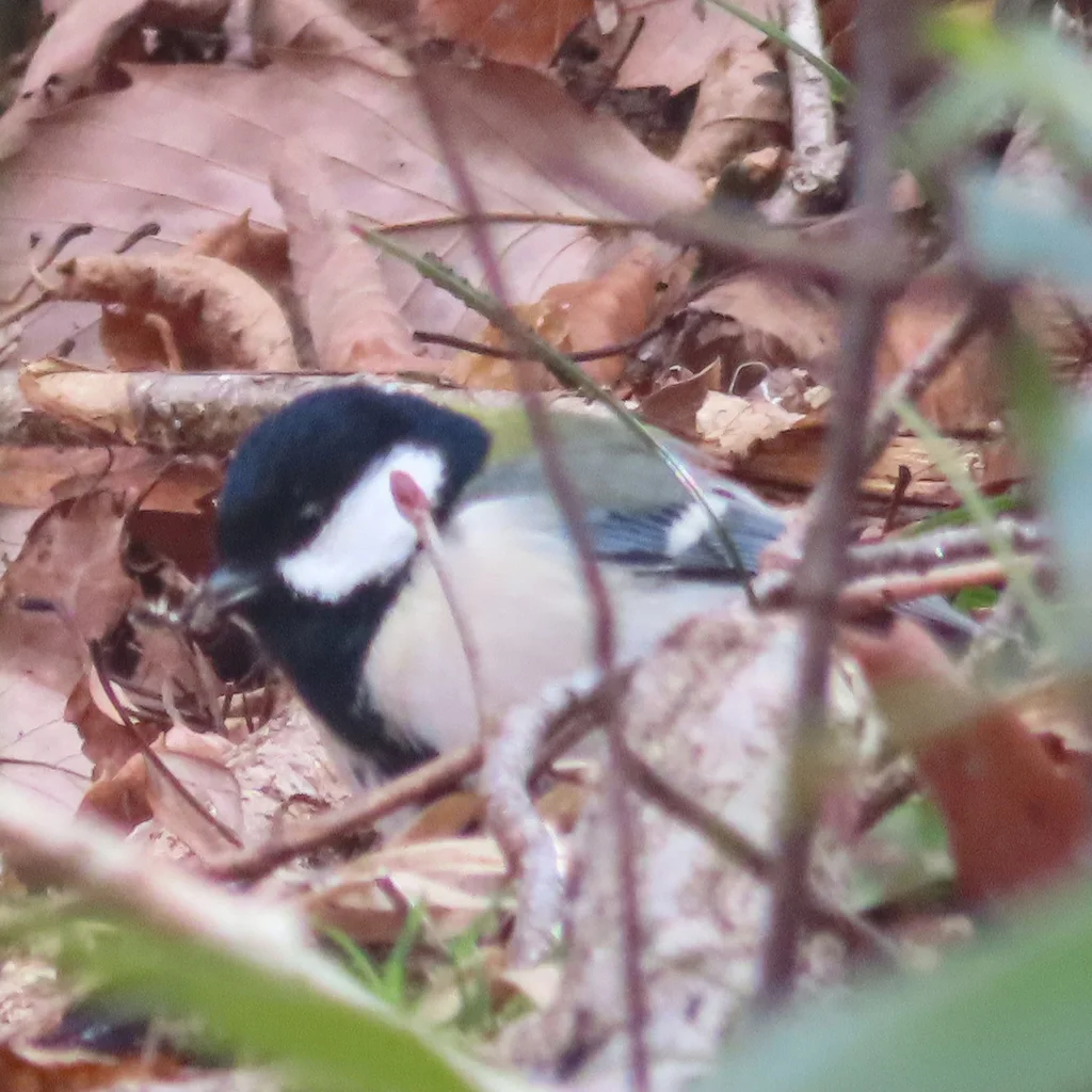 大山雀(Parus cinereus)