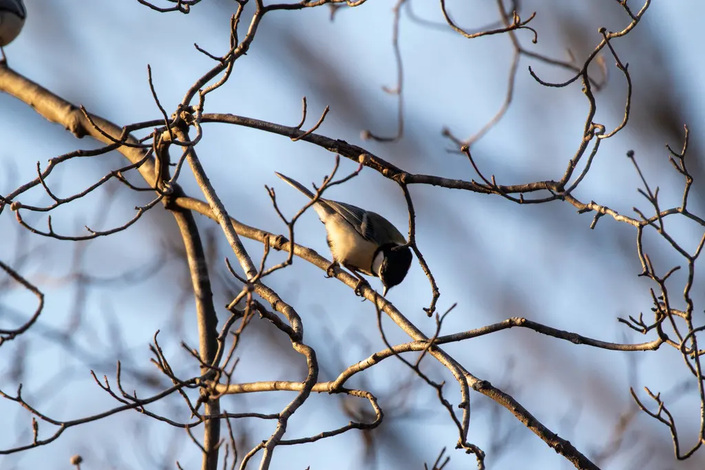 大山雀(Parus cinereus)