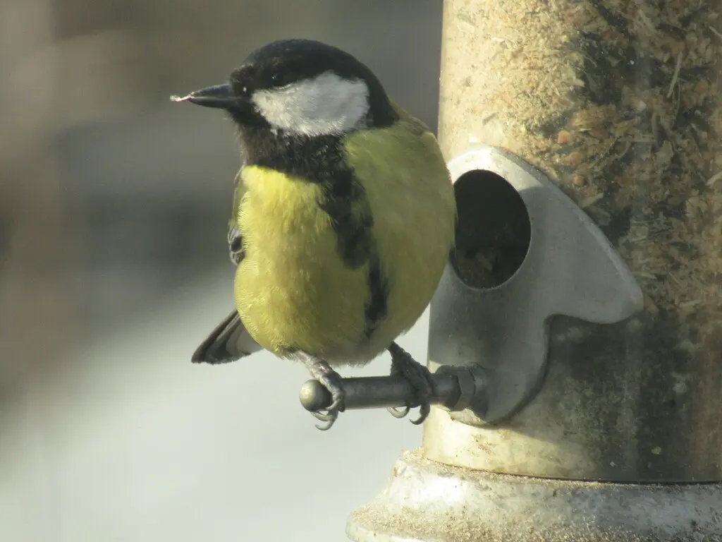 欧亚大山雀(Parus major)