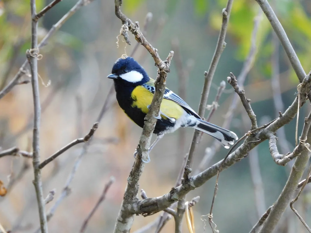 绿背山雀(Parus monticolus)
