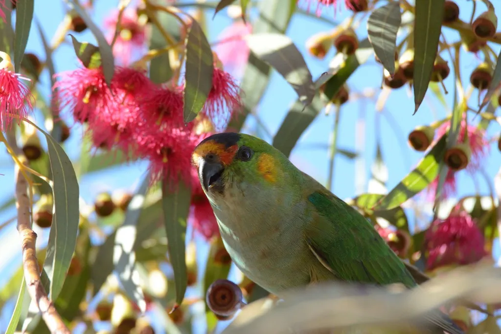 紫顶鹦鹉(Parvipsitta porphyrocephala)