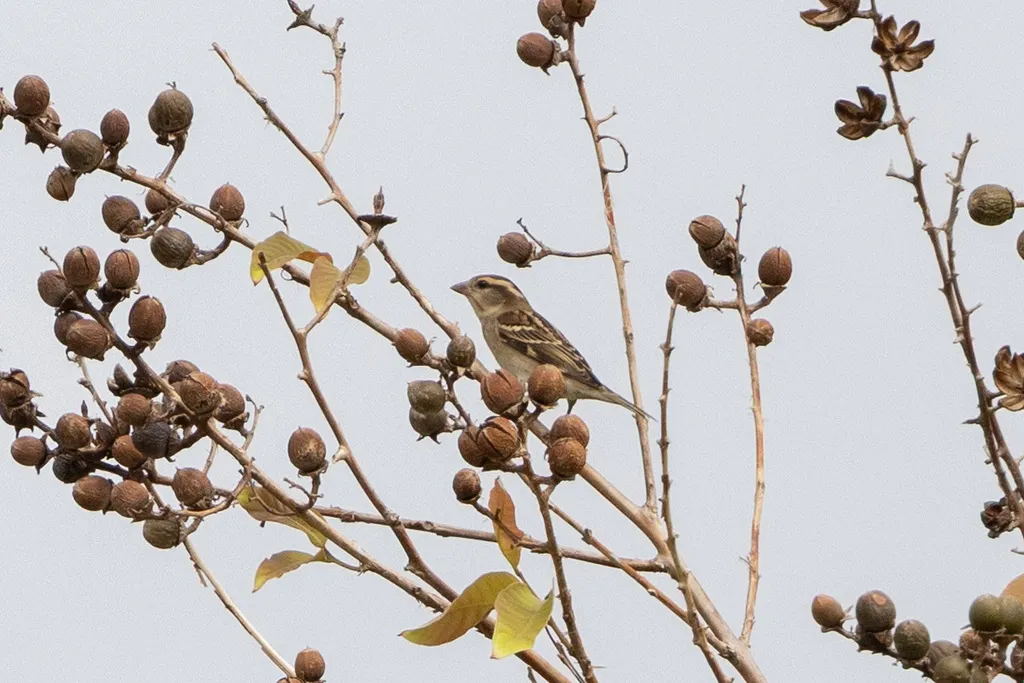 山麻雀(Passer cinnamomeus)