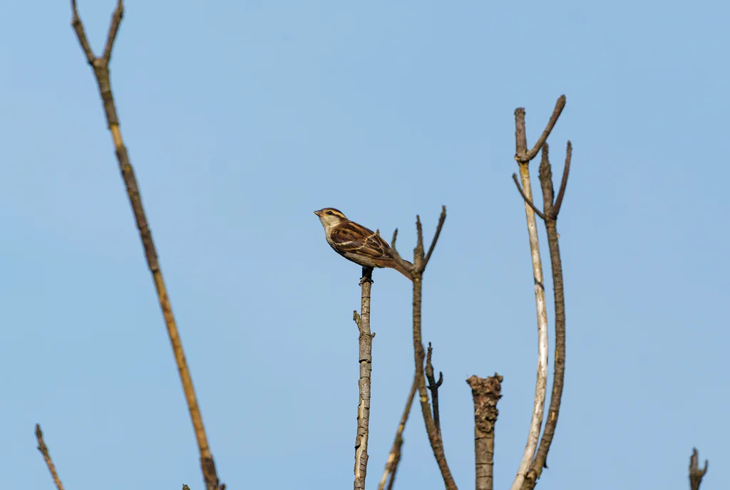 山麻雀(Passer cinnamomeus)