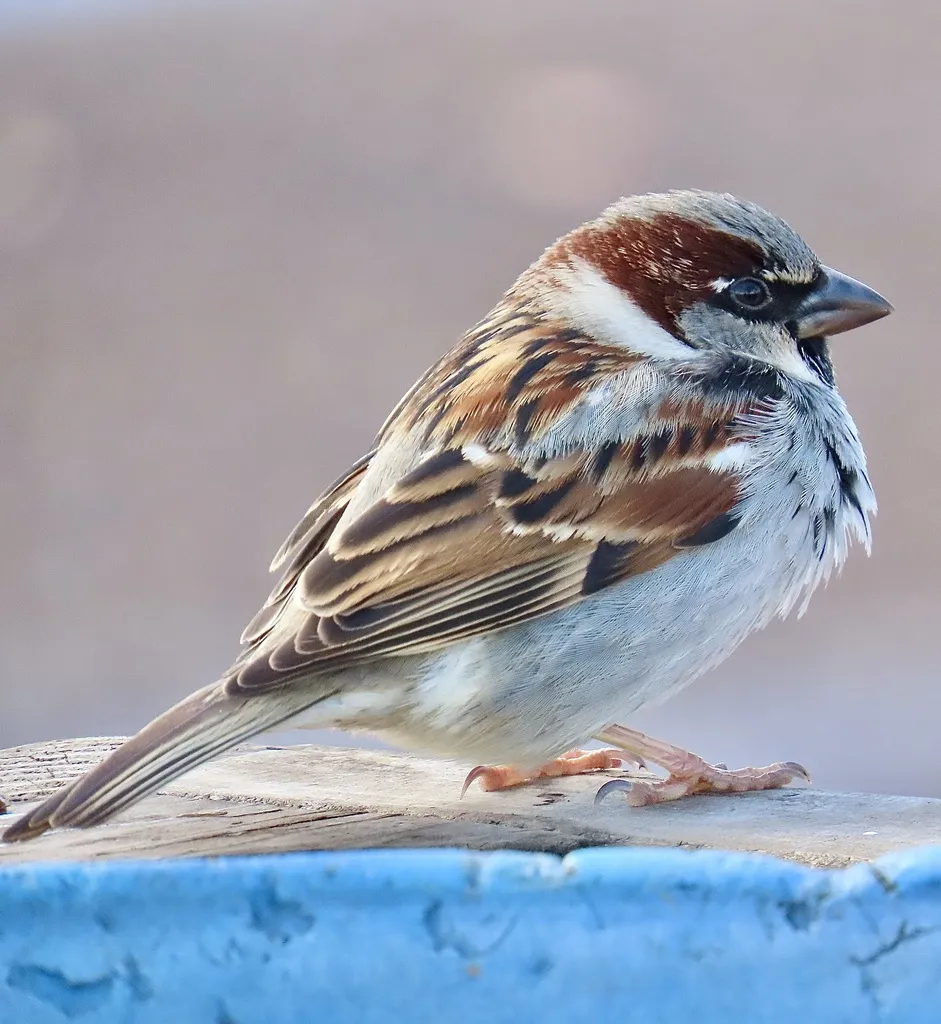家麻雀(Passer domesticus)