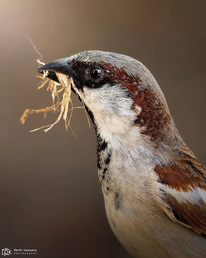 家麻雀(Passer domesticus)