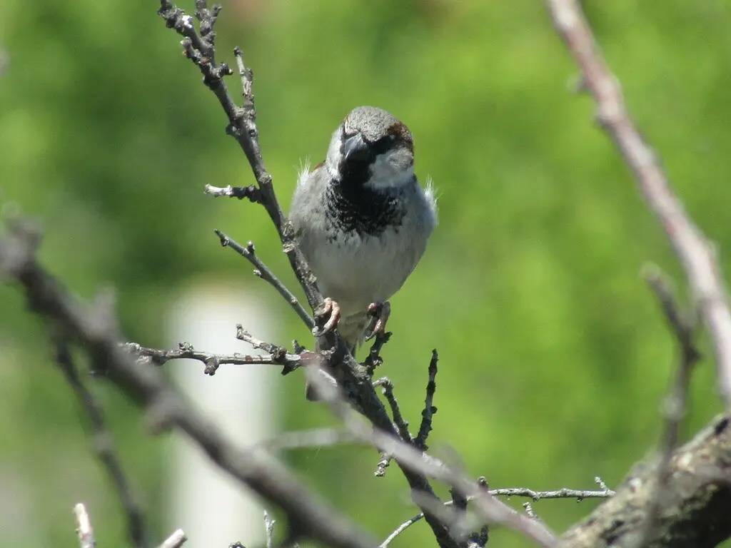 家麻雀(Passer domesticus)