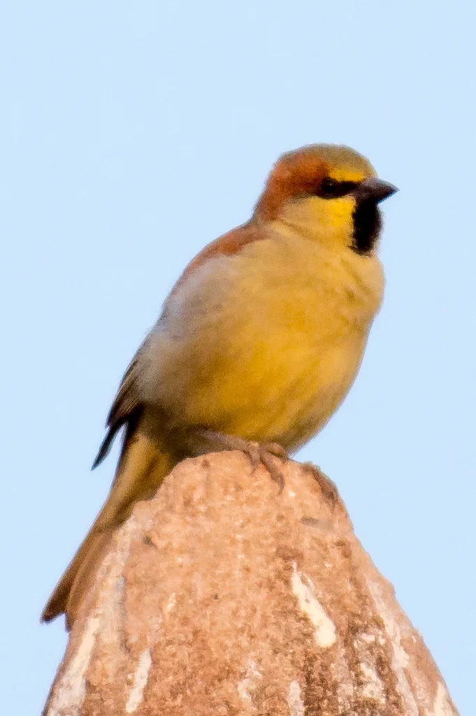 黄腹麻雀(Passer flaveolus)
