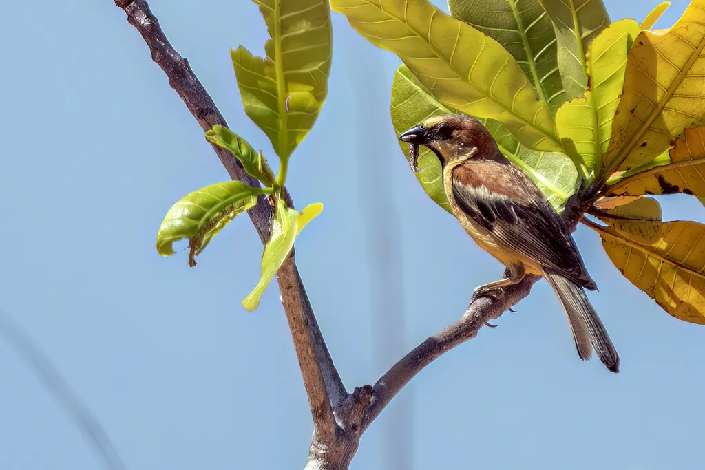 黄腹麻雀(Passer flaveolus)