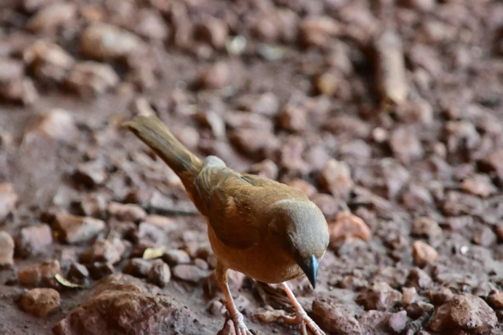 灰头麻雀(Passer griseus)