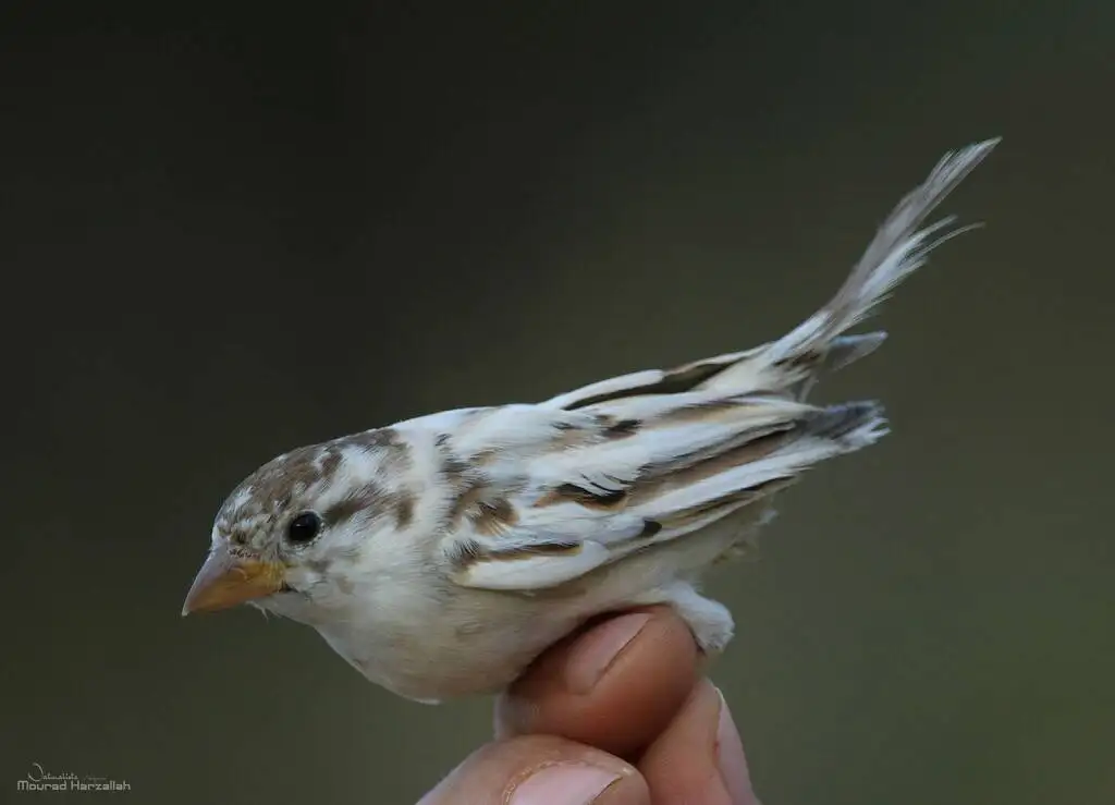黑胸麻雀(Passer hispaniolensis)
