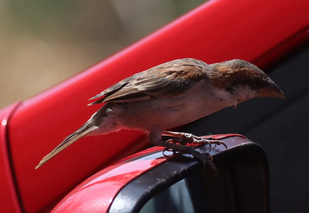 棕背麻雀(Passer iagoensis)